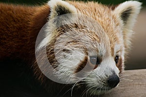 Red Panda on the bamboo tree