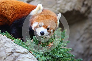 Red panda bear