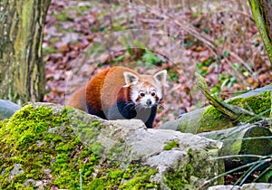 Red panda bear portrait, with stones in foreground.