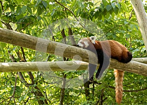 Red panda bear resting on a log, looking depressed and tired. Green forest in the background.