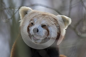 Red panda, bear, sitting in tree close up and portrait while laughing or licking air.