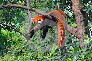 Red panda bear in tree