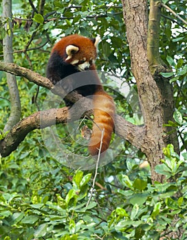 Red panda bear in tree