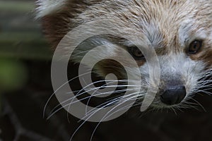 Red panda behaviour, scratching, yawning, portrait