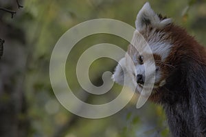 Red panda behaviour, scratching, yawning, portrait