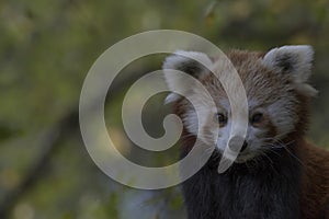 Red panda behaviour, scratching, yawning, portrait