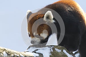 Red panda on a branch