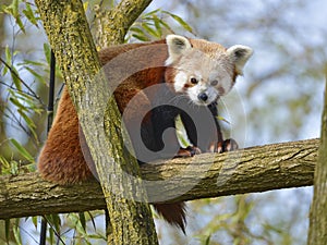 Red panda on branch