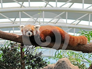 A red panda in captivity clinging on to a tree trunk