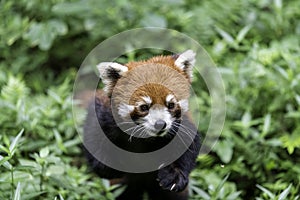 Red panda chengdu china, looking into camera from below, natural