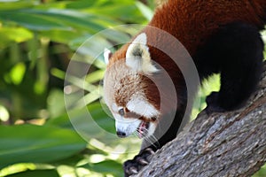 Red panda climbing in Steve Irwin wildlife zoo in Brisbane in Australia photo