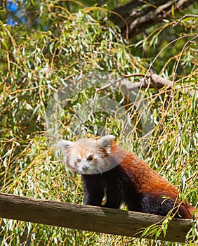 Red panda climbing tree