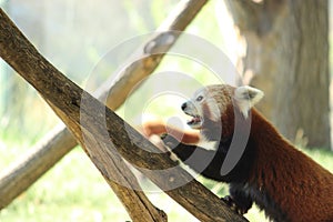 Red panda climbing a tree photo