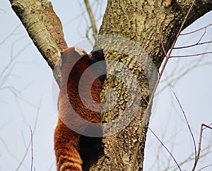 Red panda climbing