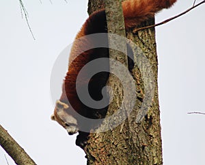 Red panda climbing