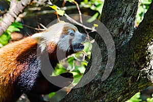 Red panda climbing tree