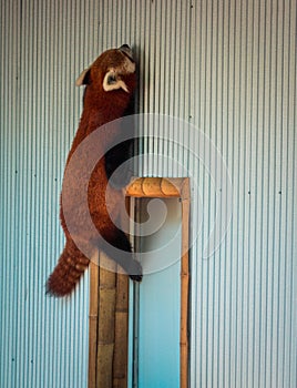Red panda climbing up the side of its enclosure at the John Ball Zoo