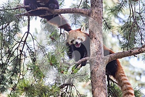 Red panda climbing up a tree