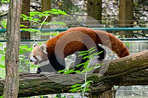 Panda červená šplhá a odpočívá na stromě v zoo