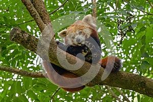Panda červená lezie a odpočíva na strome v zoo