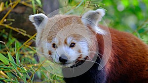 Red panda, close-up