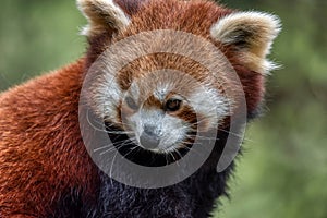 Red panda close up portrait