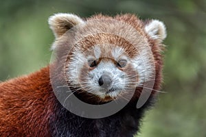 Red panda close up portrait