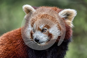 Red panda close up portrait
