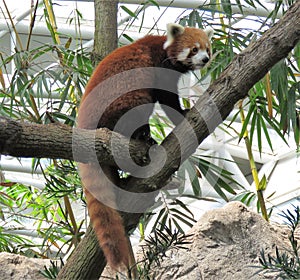Red panda close up on the tree