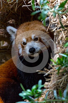 Red Panda Closeup