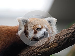 Red Panda - Closeup