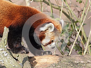 Red panda closeup side portrait