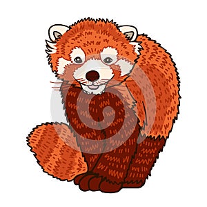 Red panda color vector character. Red book Asian animal