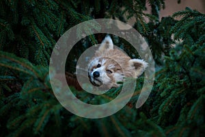 Red panda in coniferous tree