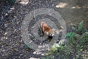 Red Panda in Currumbin Wildlife Sanctuary in Gold Coast