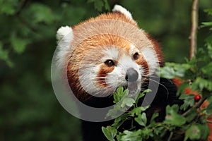 Red panda detail