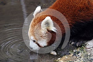 Red panda drinking