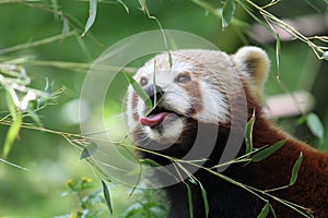 Red panda eating