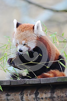 Red Panda Eating