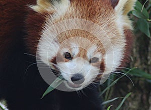 Red panda eating