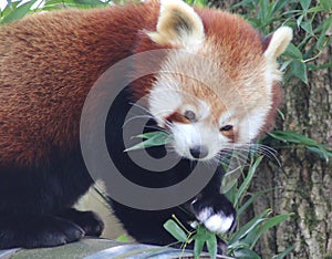 Red panda eating