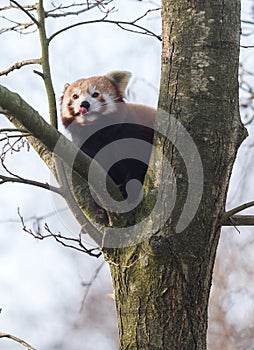 Red panda eating a apple