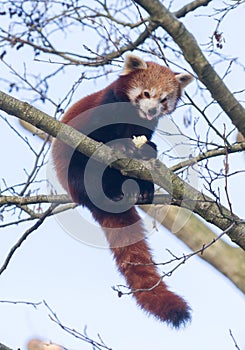 Red panda eating a apple