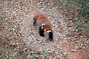 Red panda eating bamboo