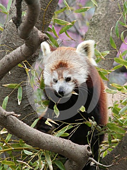 Red Panda eating Bamboo Leaf