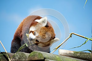 Red Panda eating bamboo