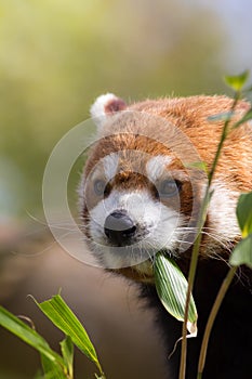 Red panda eating bamboo shoots. Cute animal image with copy space.