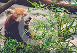 Red panda eating a bamboo tree leaves