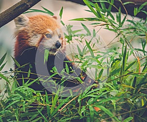 Red panda eating a bamboo tree leaves