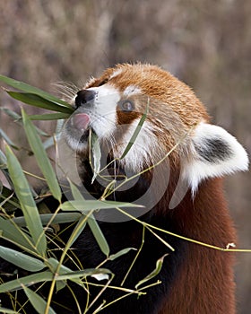 Red panda eating